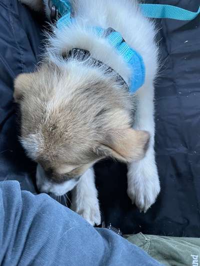 Das erste Bild eures Hundes-Beitrag-Bild