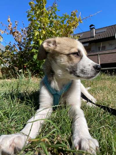 Foto-Challange No.1 - Alles aber nicht die Kamera-Beitrag-Bild