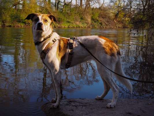 Wie sitzt mein Geschirr?-Beitrag-Bild