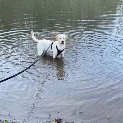 Hundetreffen-Gemeinsames gassi gehen und spielen-Bild