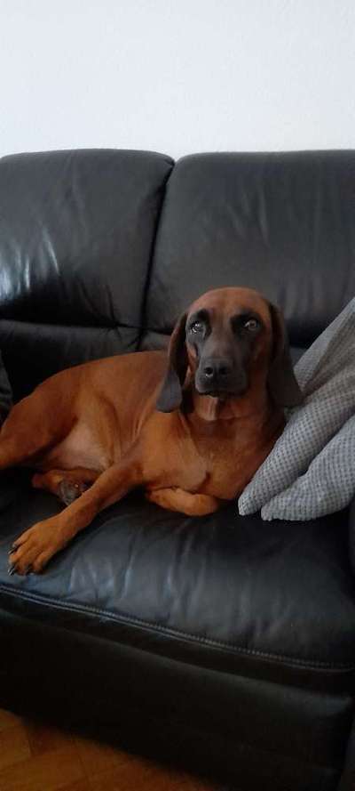 Reinrassige Hunde?-Beitrag-Bild