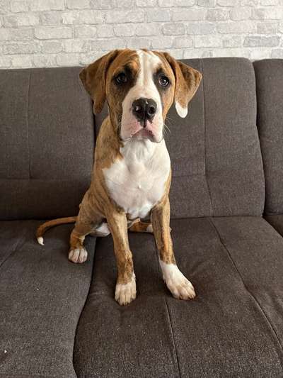 Mischlinge raten - Rätselspaß-Beitrag-Bild