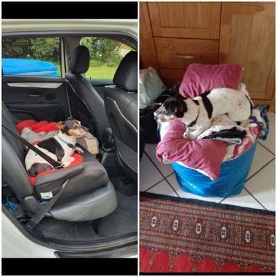 Hund"kreativ" in Szene gesetzt, Fotobomb u.a.-Beitrag-Bild