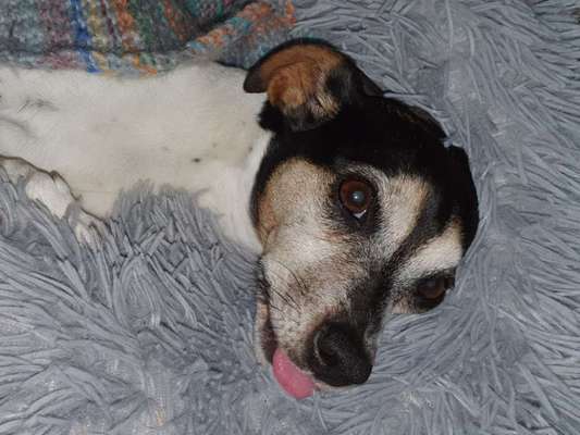 Fotochallenge Nr. 59 - Mein Hund zeigt die Zunge-Beitrag-Bild