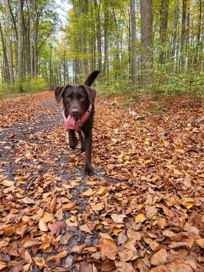 Hundetreffen-Hundefreundschaften / Spaziergang-Bild