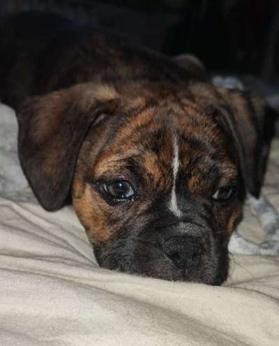 Mein Welpe ist eine Arschgeige 😄♥️-Beitrag-Bild