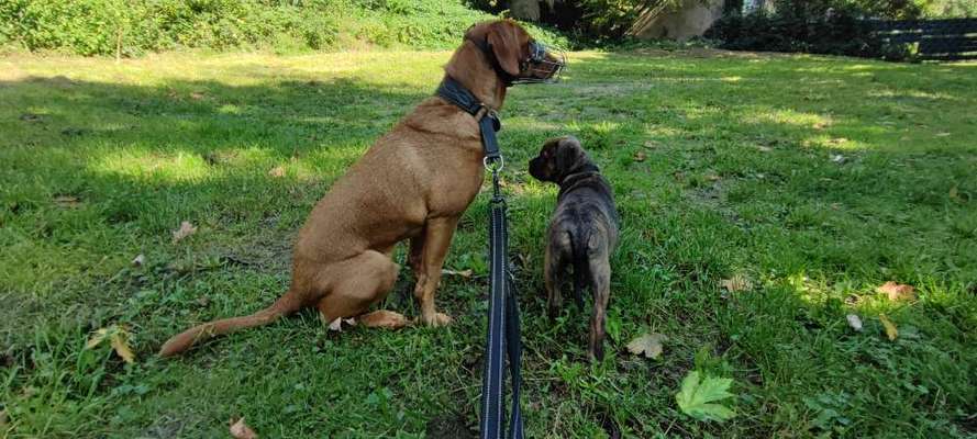 Maulkorb rauf - Vorurteile runter-Beitrag-Bild