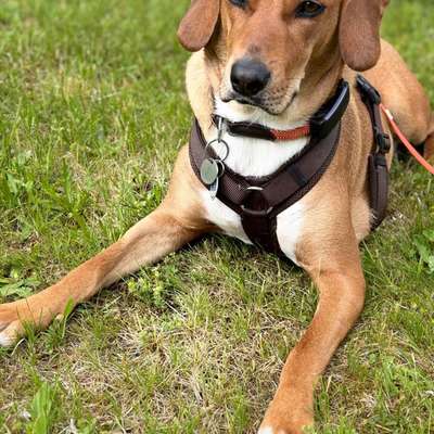 Hundetreffen-Hallo, unsere 1 1/2 jährige Hündin sucht eine Oder einen Spielgefährten im Raum Konzell.-Bild