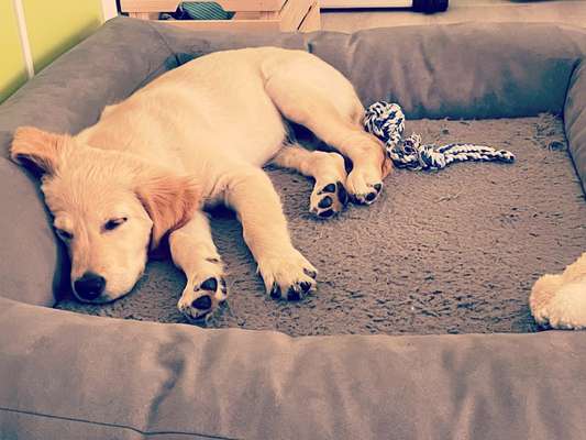 Wo sind die Golden Retriever Liebhaber?-Beitrag-Bild