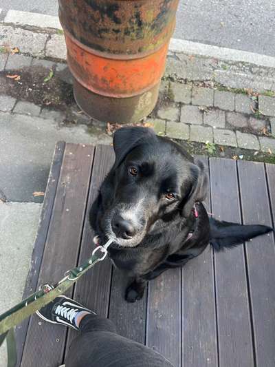 Hundetreffen-Trainingspartner | Social Walk | Hunde Freund-Bild