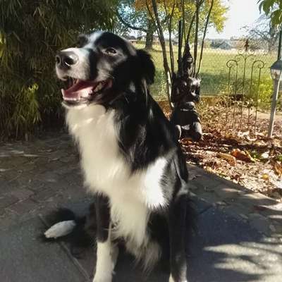 Hundetreffen-Gassirunde mit Toben und Spielen