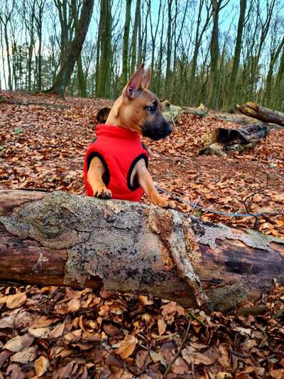 Hundetreffen-Welpen/Junghund spielen, Hunderunde-Bild