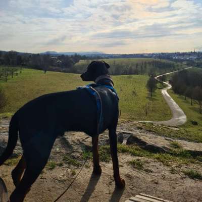 Hundetreffen-Trainingsspaziergang in Bad Cannstatt/Fellbach-Bild