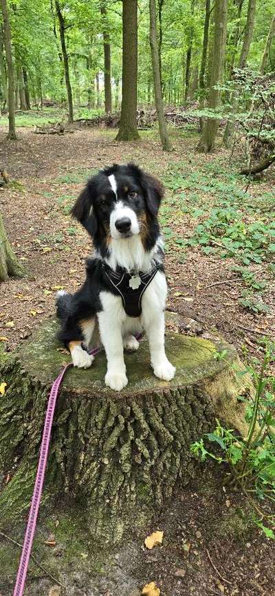 Hundetreffen-Social Walk/ gemeinsam üben in Werne-Bild