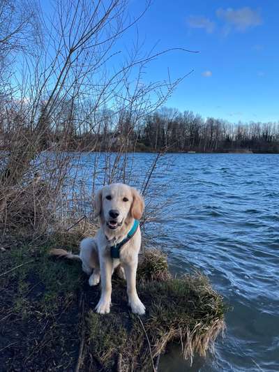 Wo sind die Golden Retriever Liebhaber?-Beitrag-Bild