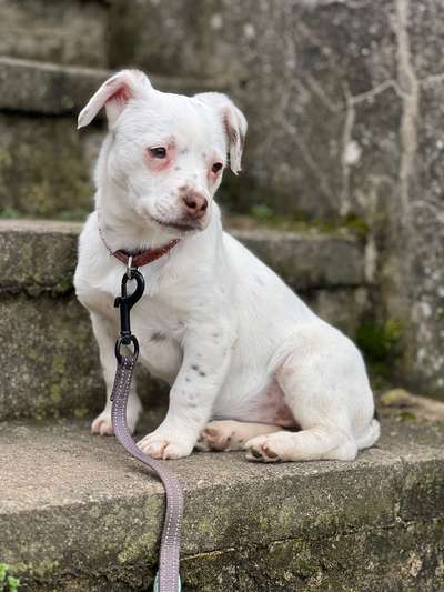 40.Collagen Challenge - Hundefreunde-Beitrag-Bild