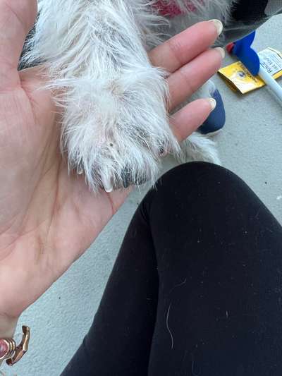 Krallen-Beitrag-Bild