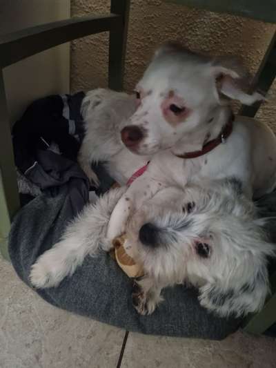 Dogorama Photo Challenge - Hunde in Action-Beitrag-Bild