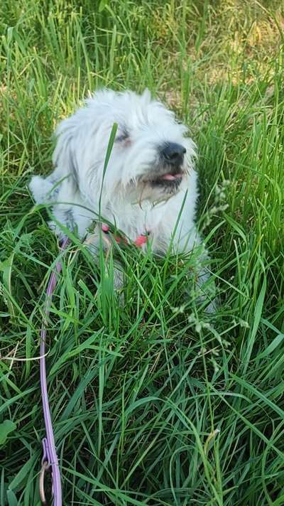 Fotosammlung: ,,Der natürliche Hund" Unbearbeitet, ungestellt und in Natura-Beitrag-Bild