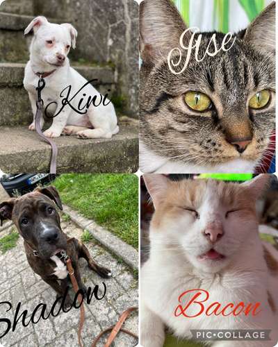 40.Collagen Challenge - Hundefreunde-Beitrag-Bild