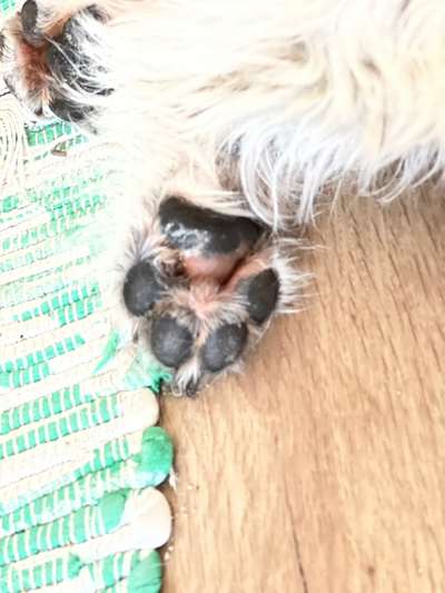 Dogorama Photo Challenge - Details Ganz nah-Beitrag-Bild