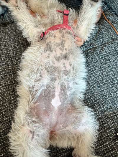 Dogorama Photo Challenge - Zeigt her eure Bäuche-Beitrag-Bild