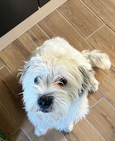 Mischlingshunde Foto Aufruf-Beitrag-Bild