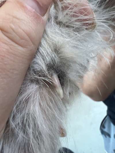 Krallen-Beitrag-Bild