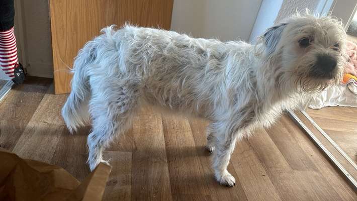 Hund zu dick?-Beitrag-Bild