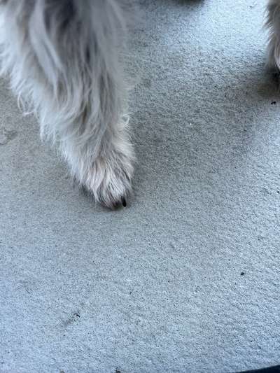 Krallen-Beitrag-Bild