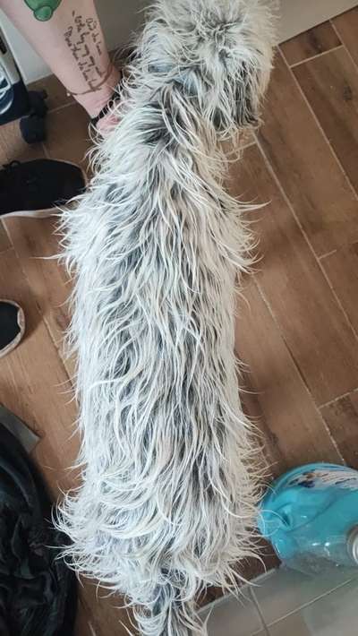 Hund zu dick?-Beitrag-Bild