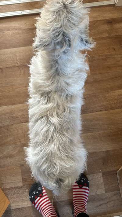 Hund zu dick?-Beitrag-Bild