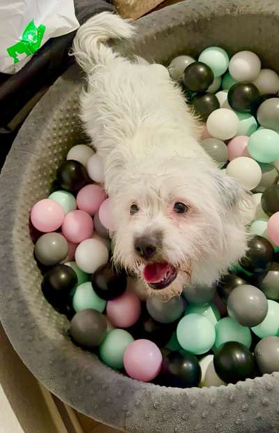 Schlappohren Suche <3-Beitrag-Bild