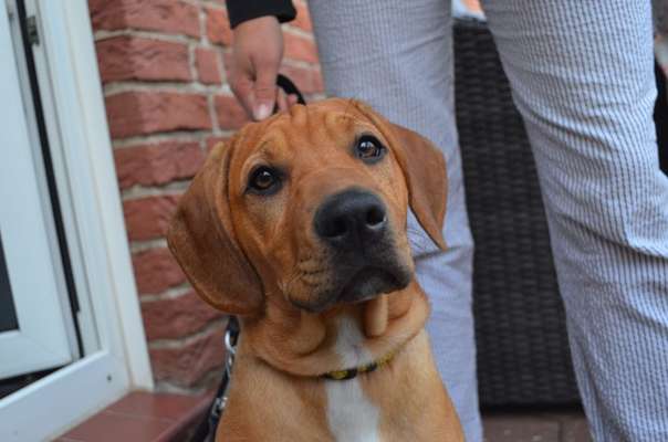 Rhodesian Ridgeback-Beitrag-Bild