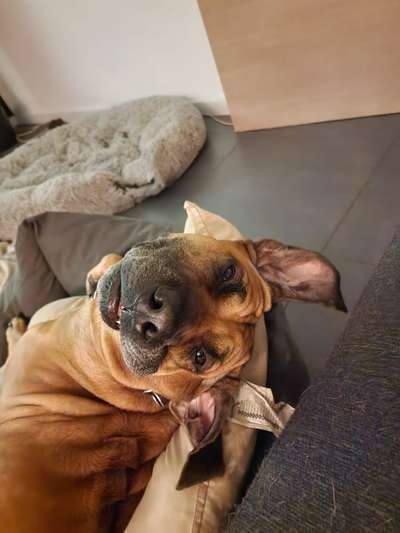 Rhodesian Ridgeback-Beitrag-Bild