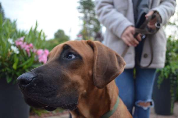 Rhodesian Ridgeback-Beitrag-Bild