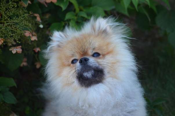 Doppelgänger gesucht !-Beitrag-Bild