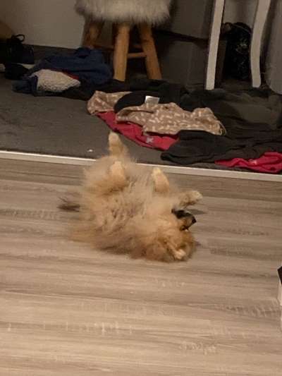 Hands,äh Pfoten up in the Air-Beitrag-Bild