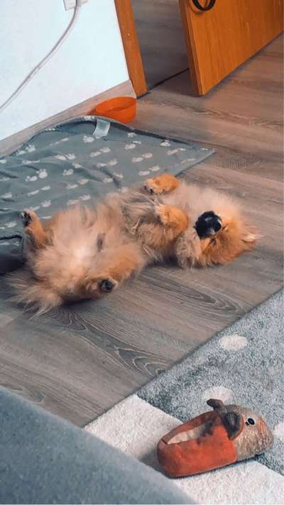 Hands,äh Pfoten up in the Air-Beitrag-Bild