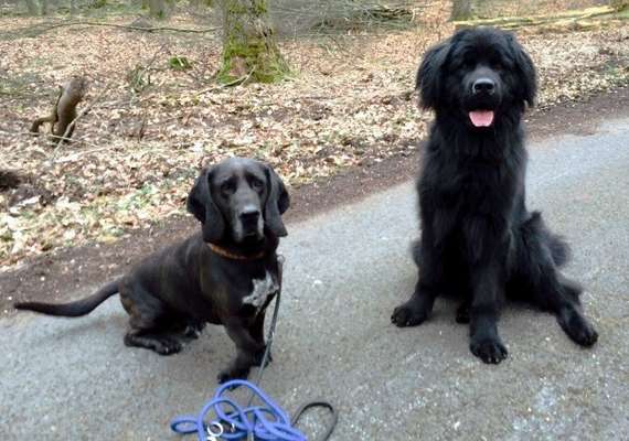 Mischlinge raten - Rätselspaß-Beitrag-Bild