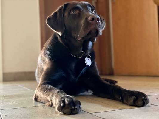 Labradorfans-Beitrag-Bild