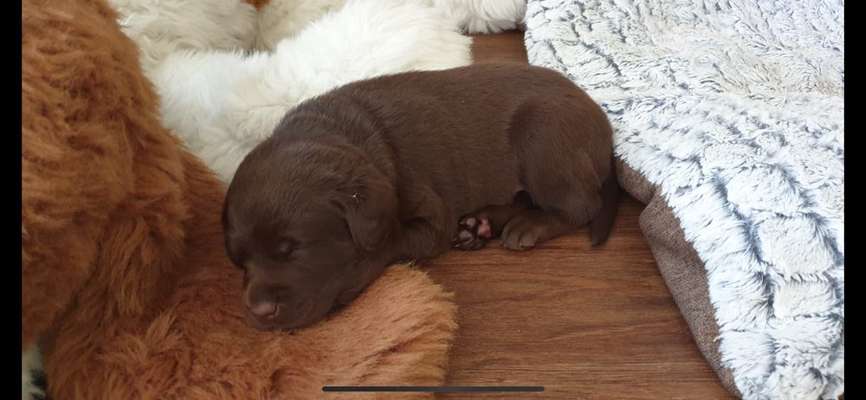 Welpen Bilder !-Beitrag-Bild