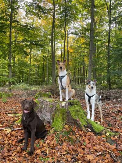 Bester Freund, Hundekumpel - zeigt her!-Beitrag-Bild