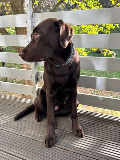 Labradorfans-Beitrag-Bild