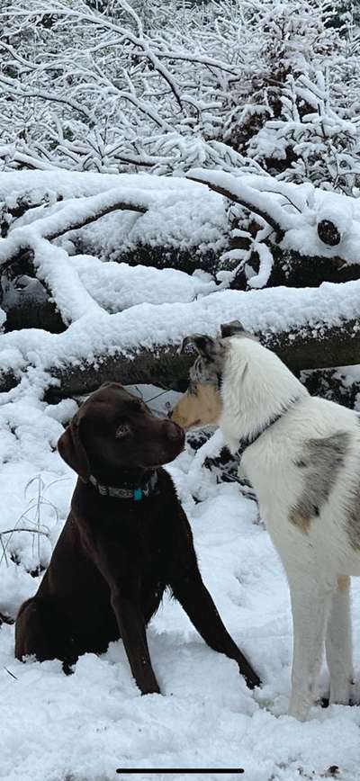 Bester Freund, Hundekumpel - zeigt her!-Beitrag-Bild