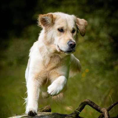 Hundetreffen-Lilly sucht Trainings und  Spielfreunde am Chiemsee und in München Grünwald-Bild