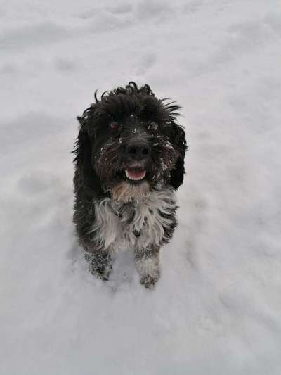 Welche Hunderasse-Beitrag-Bild