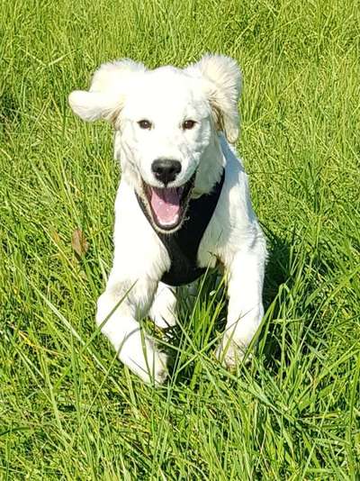 Hundetreffen-Gassirunde rund um Lorch mit Spieleinlagen-Bild