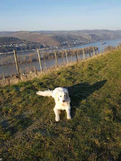 Hundetreffen-Spieltreff, Kennenlernen und um Lorch am Rhein-Bild