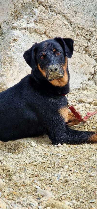 eure Junghunde 🐶🥰-Beitrag-Bild